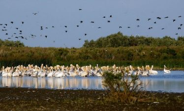 Pelicani în zbor și pe apă, în apropierea Pădurii Caraorman, Delta Dunării