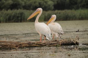2 pelicani