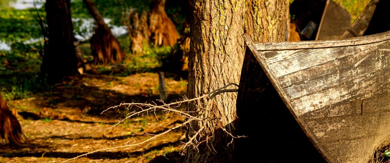 Plimbare prin pădure în Delta Dunării, natură sălbatică