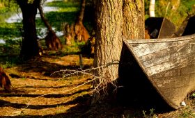 Plimbare prin pădure în Delta Dunării, natură sălbatică