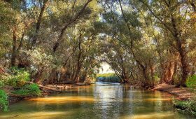 Peisaj cu barca pe un canal al Deltei Dunării, înconjurat de nuferi și stuf.