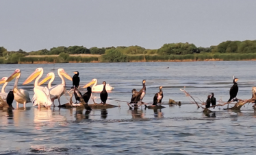 Birdwatching în Delta Dunării
